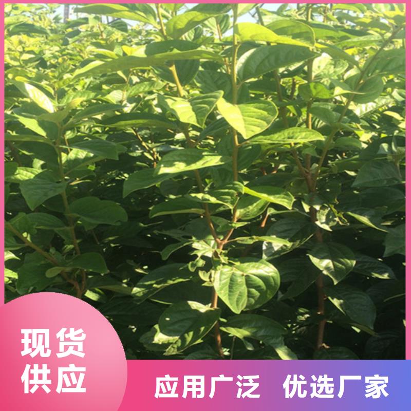 柿子树免费咨询