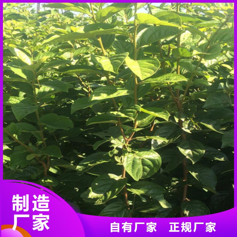 【柿子樱桃苗价格实惠工厂直供】