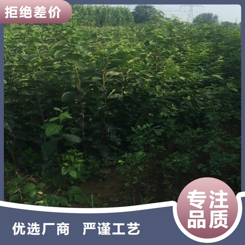 柿子黄瓜苗现货