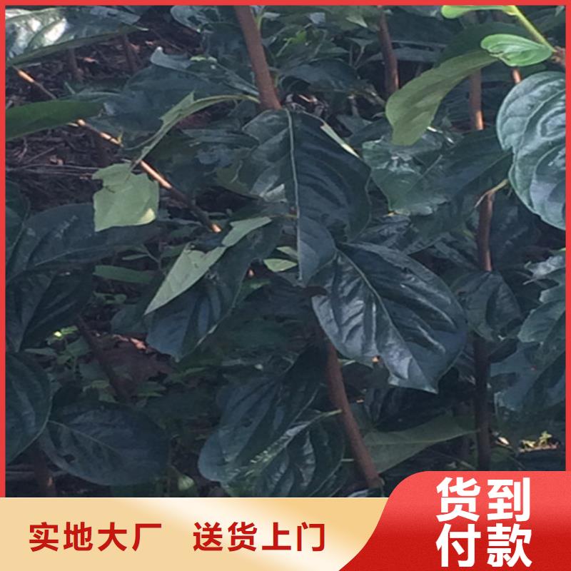 【柿子樱桃苗价格实惠工厂直供】