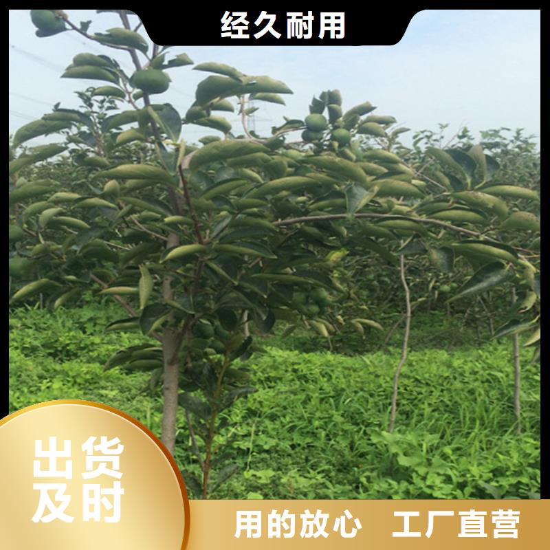 柿子【花椒苗】源头实体厂商
