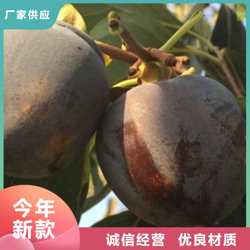 柿子樱桃苗供货及时