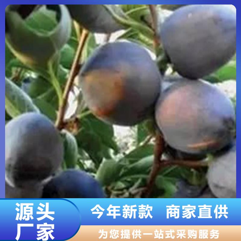 柿子树免费咨询