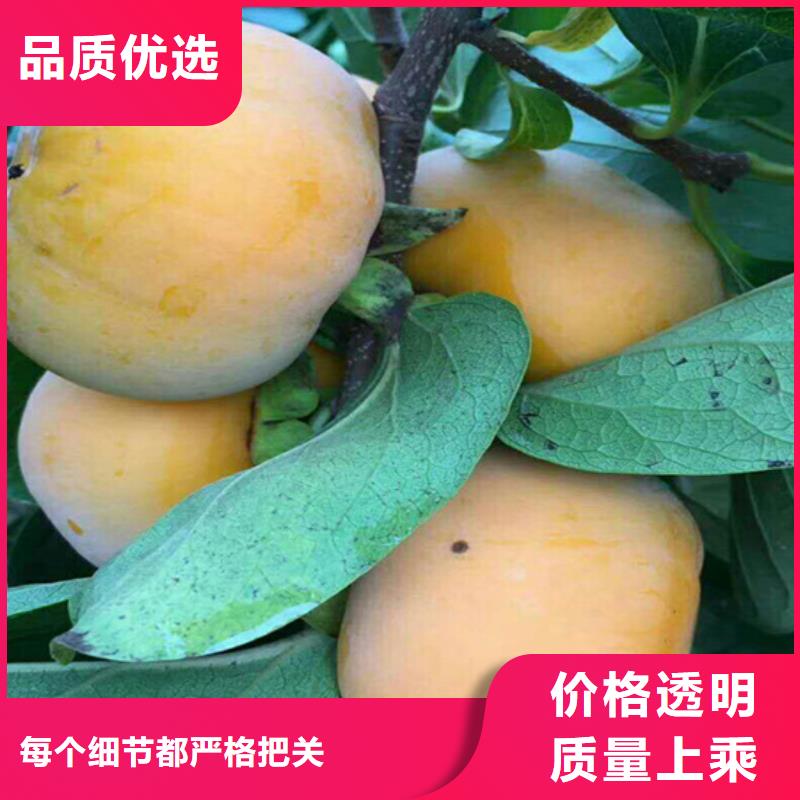 【柿子樱桃苗价格实惠工厂直供】