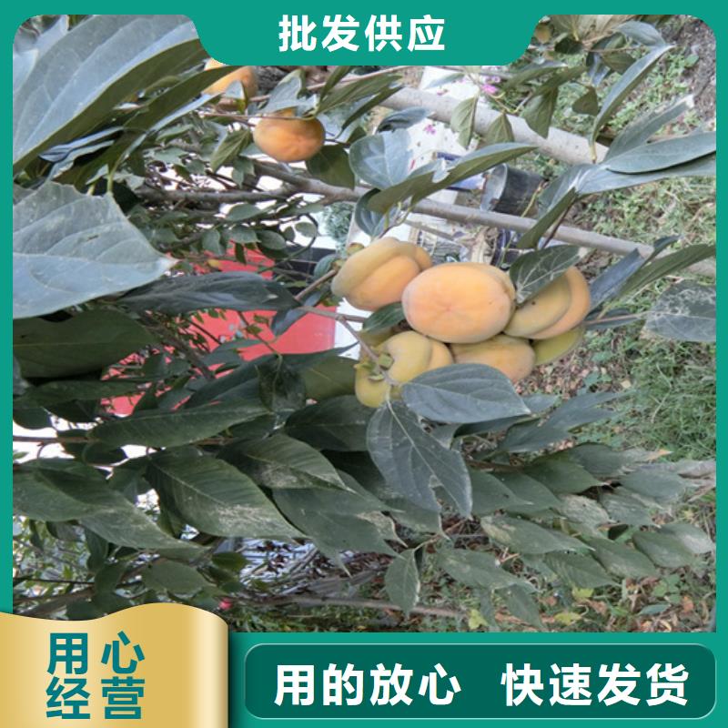 柿子【花椒苗】源头实体厂商