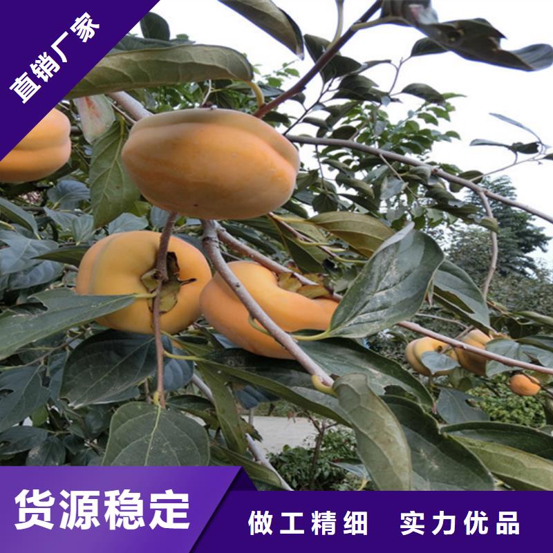 柿子樱桃苗现货