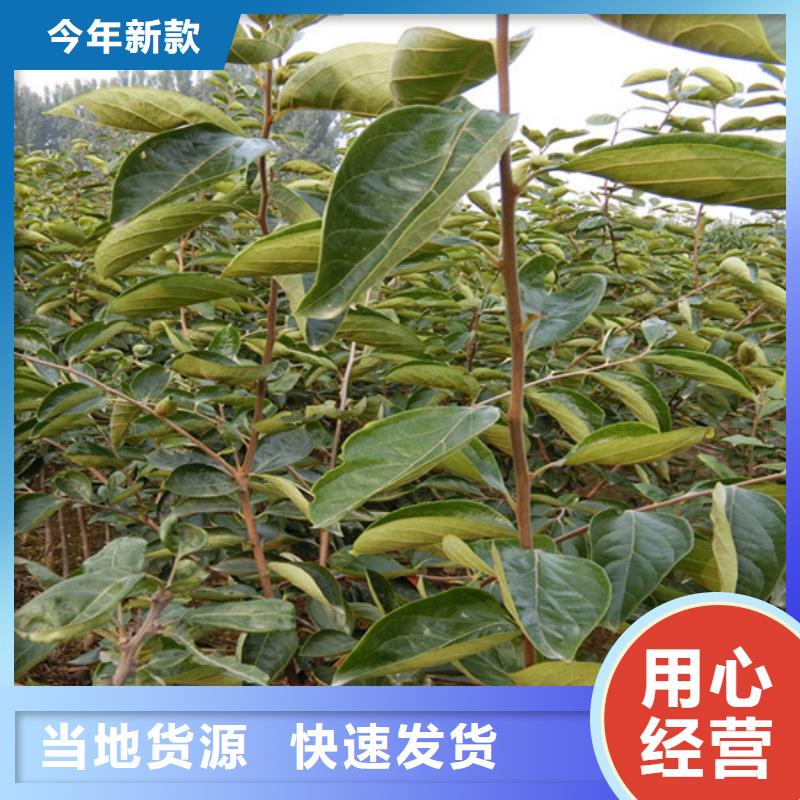 柿子树免费咨询