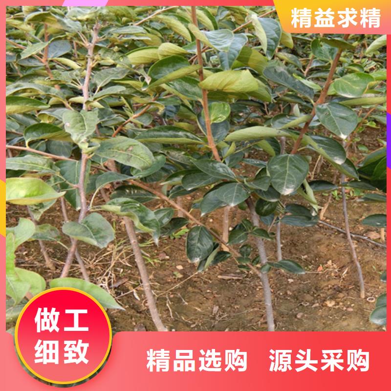柿子【花椒苗】源头实体厂商
