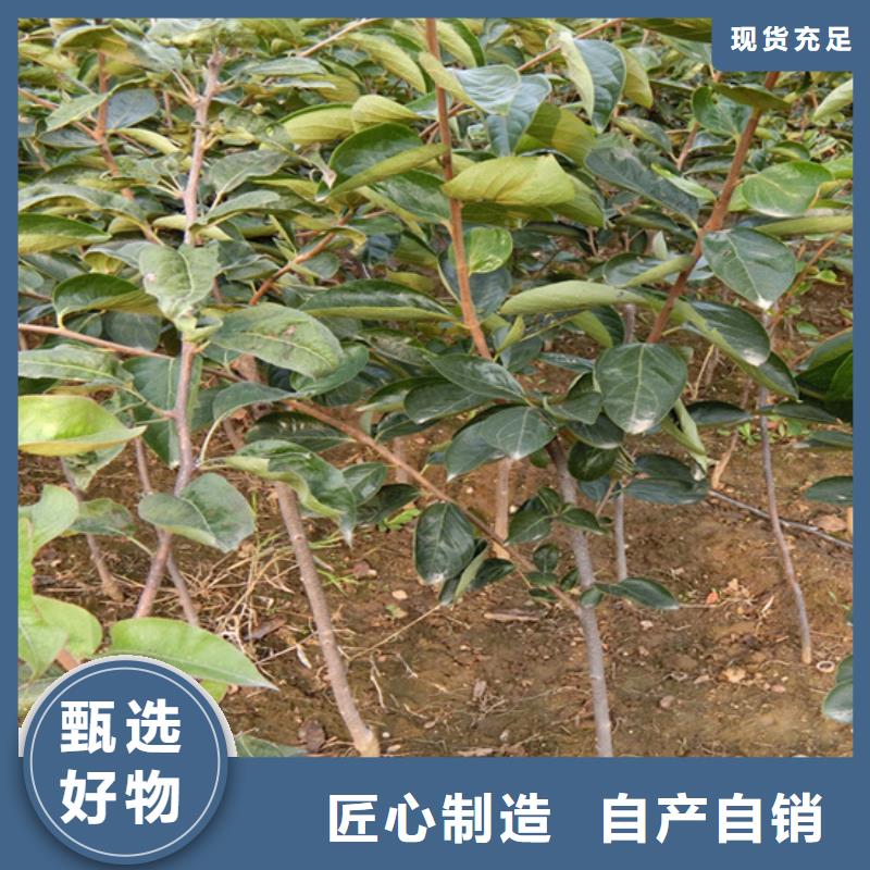 柿子樱桃苗供货及时
