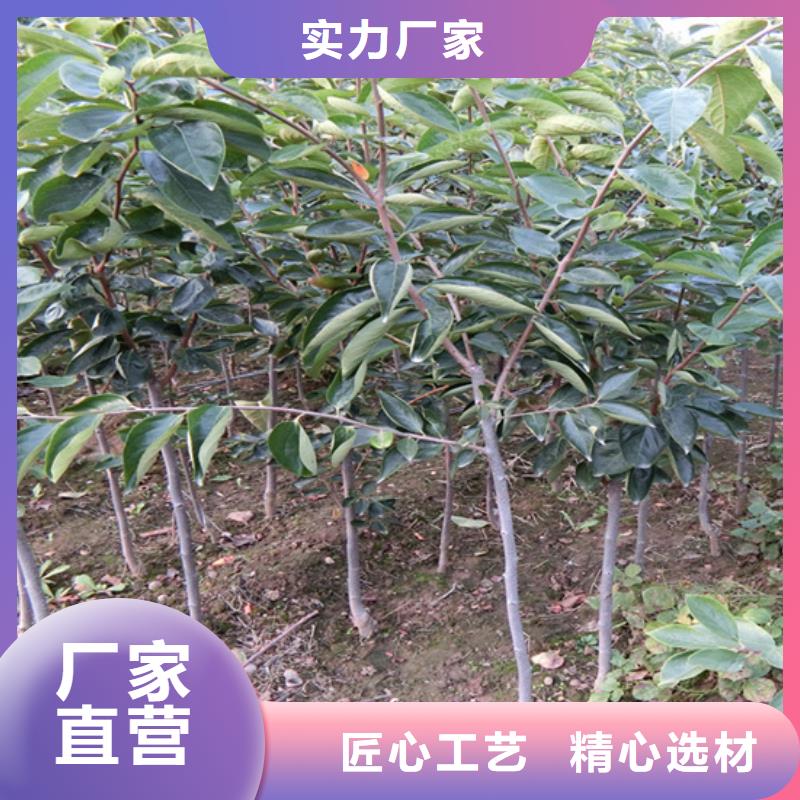 柿子樱桃苗现货