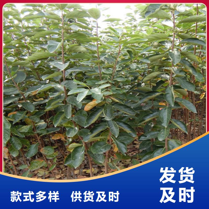 柿子3公分石榴苗库存充足