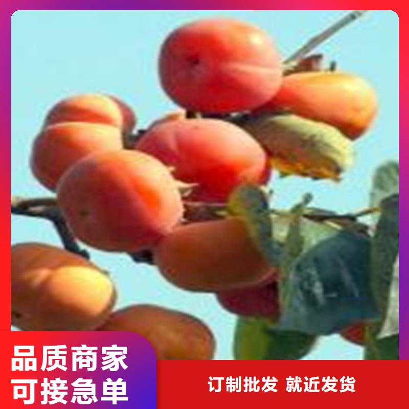 柿子樱桃苗现货