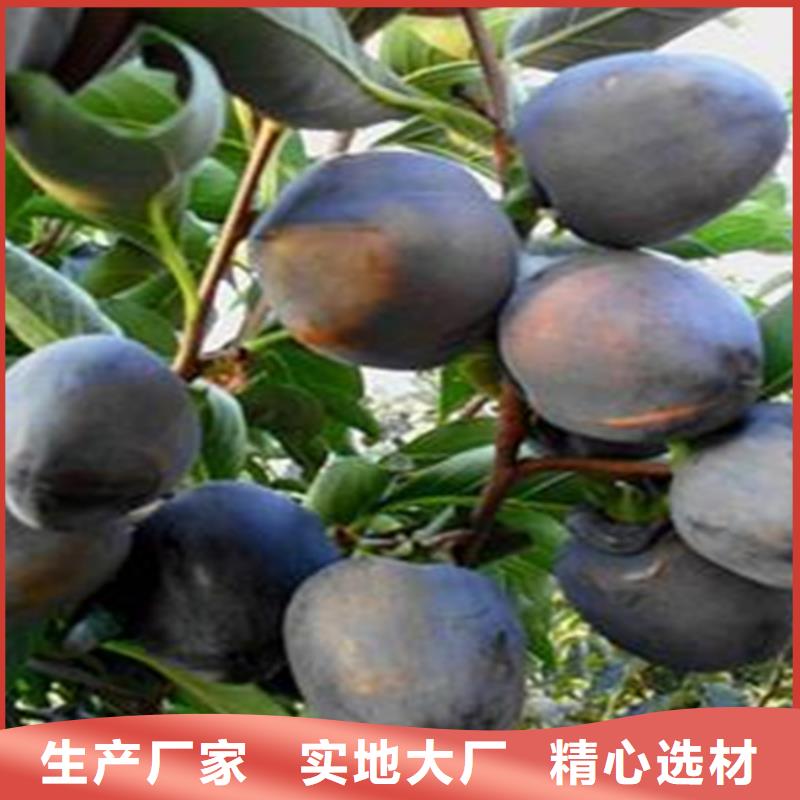 柿子樱桃苗现货