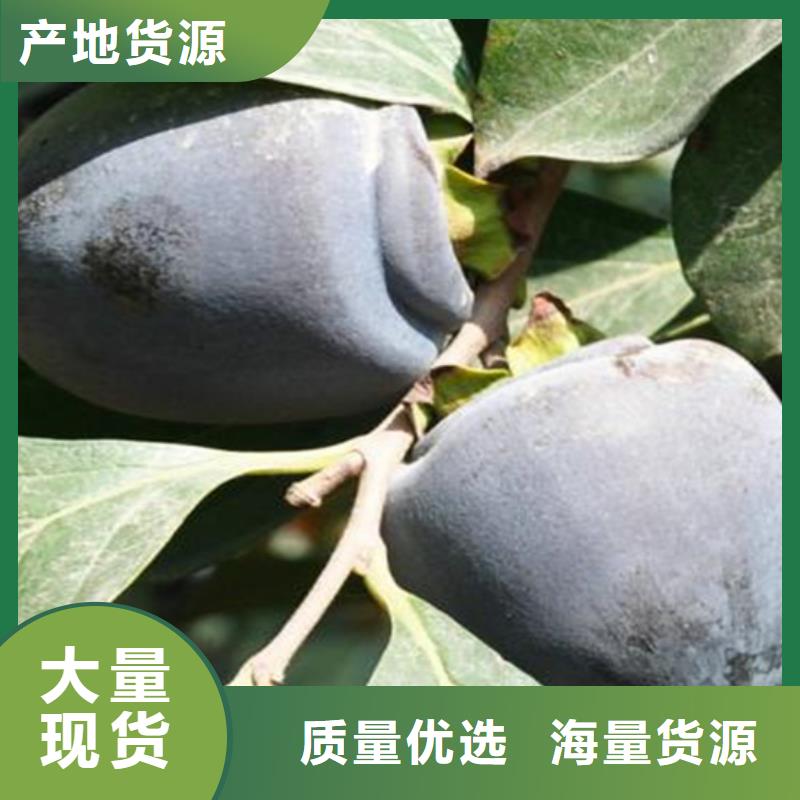 柿子樱桃苗供货及时