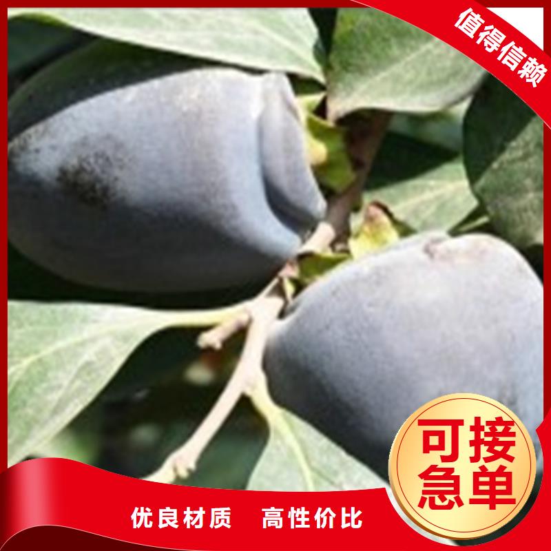 柿子3公分石榴苗库存充足