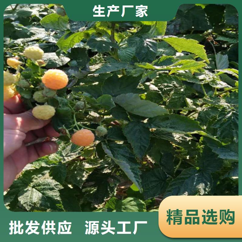 树莓-北美冬青品质商家
