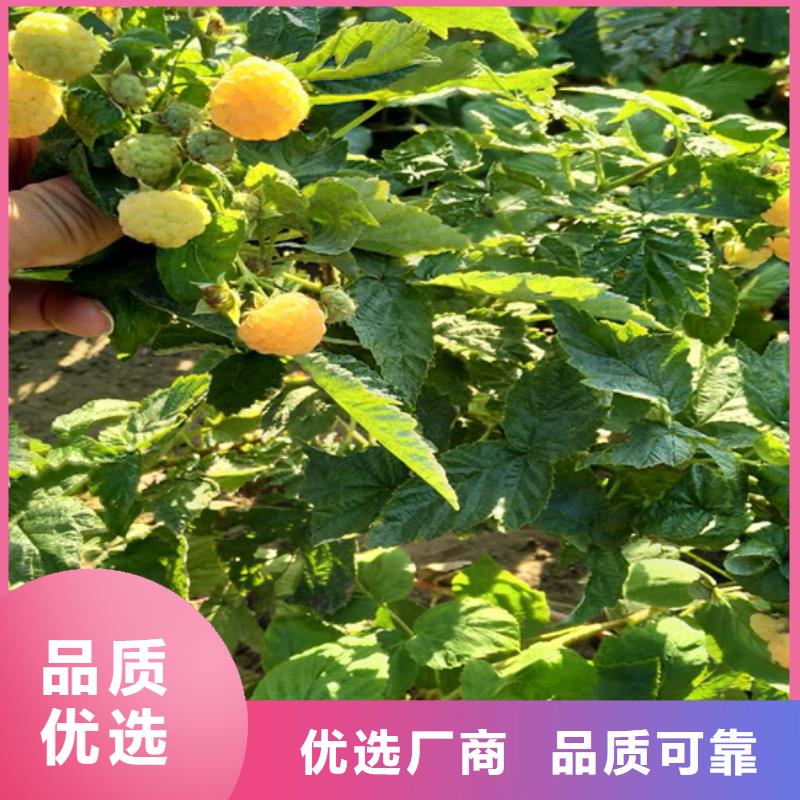【树莓北美冬青实体诚信经营】