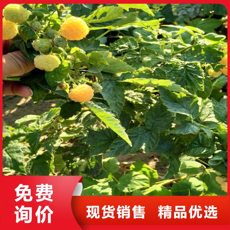 【树莓】杏树苗实体厂家大量现货