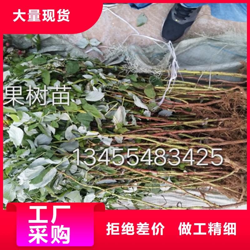 树莓_【桃树苗】精选优质材料