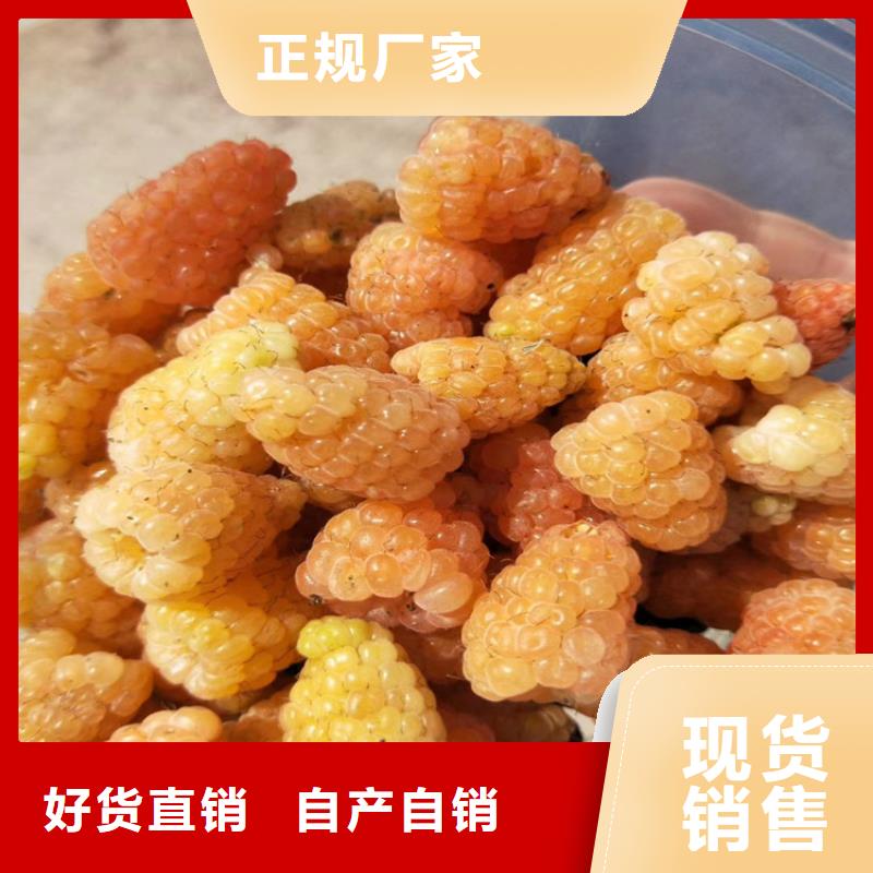 双季黑树莓苗多少钱一棵