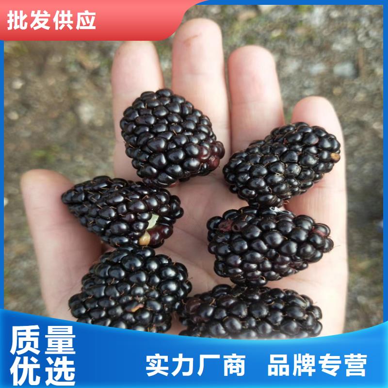 树莓苹果苗细节之处更加用心
