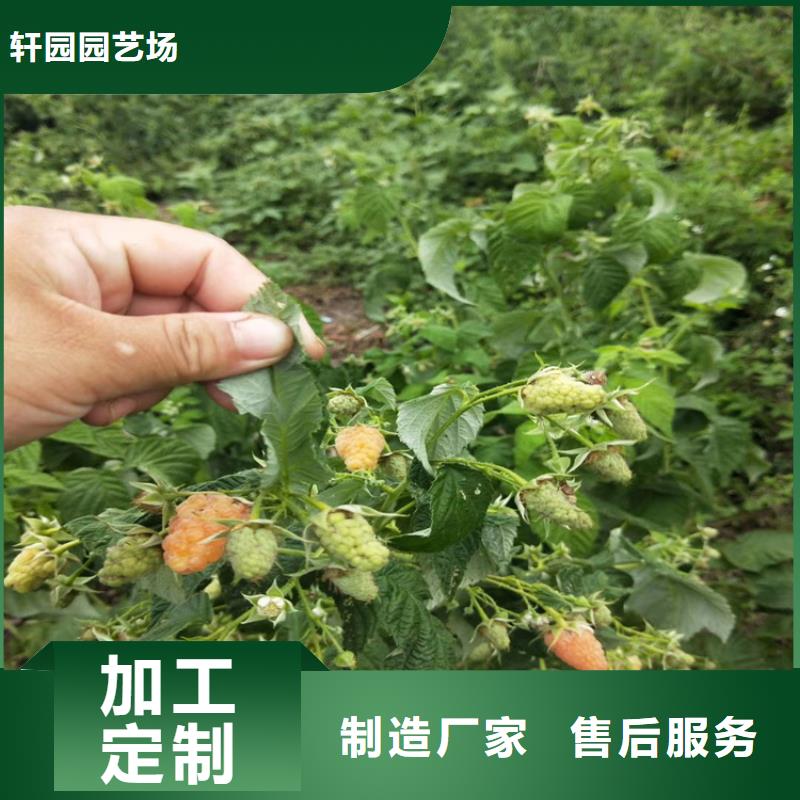 【树莓北美冬青实体诚信经营】