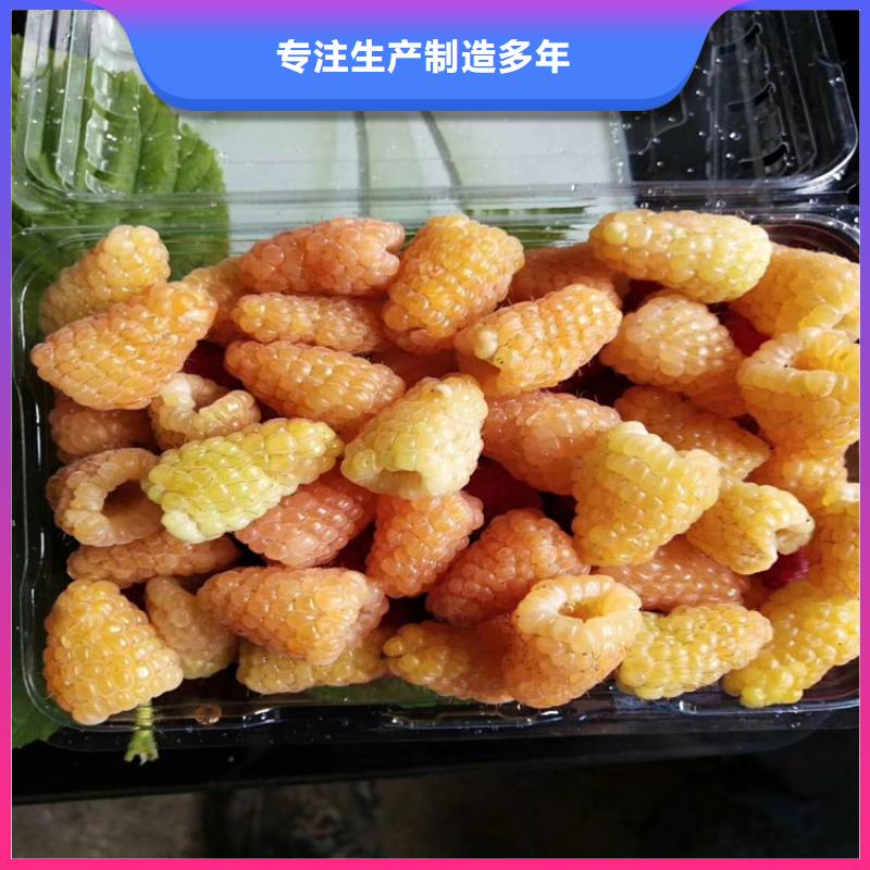 树莓-北美冬青品质商家