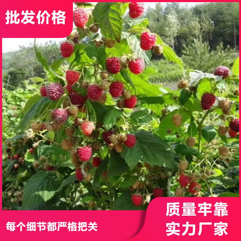 【树莓北美冬青实体诚信经营】