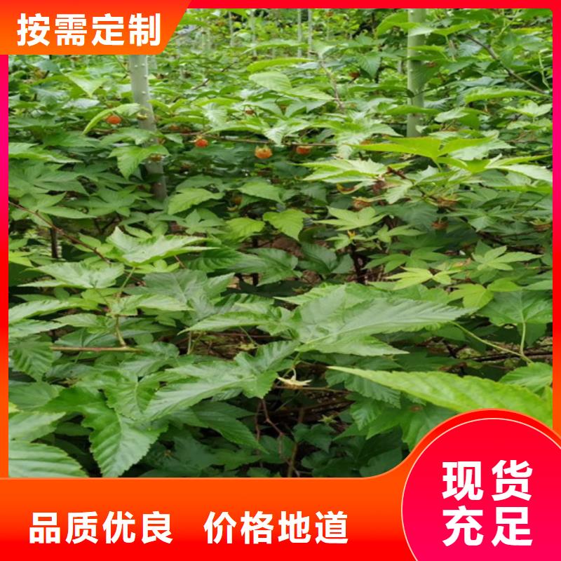 树莓樱桃苗超产品在细节