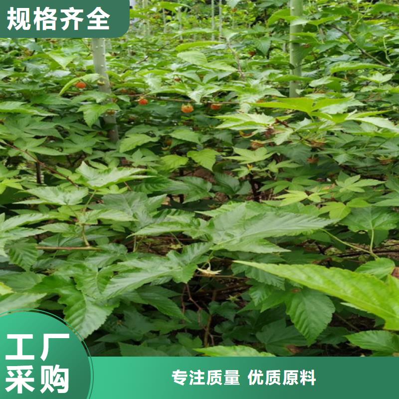 树莓-北美冬青品质商家