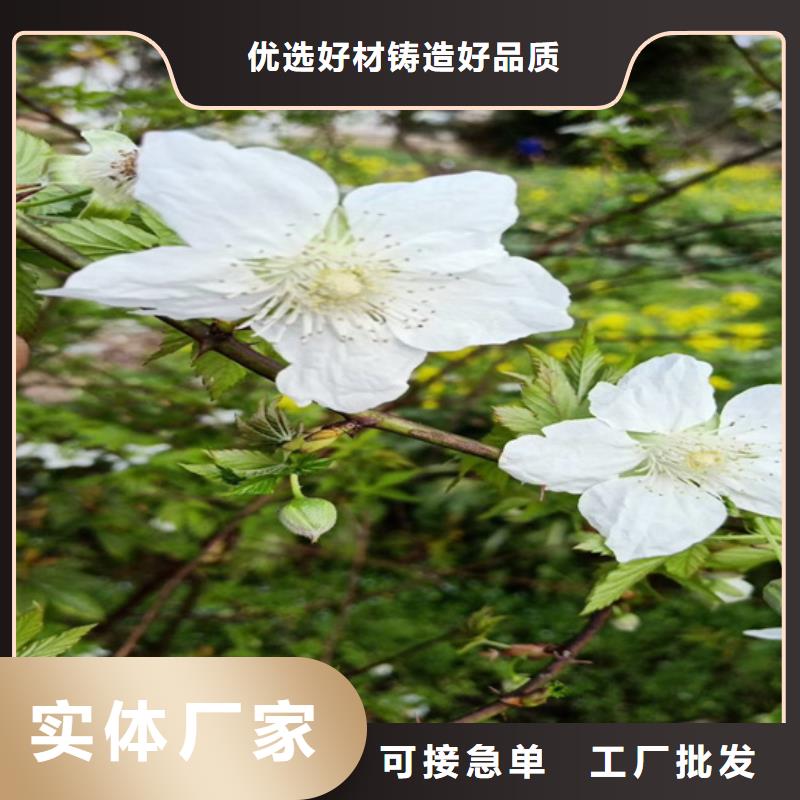 树莓-北美冬青品质商家