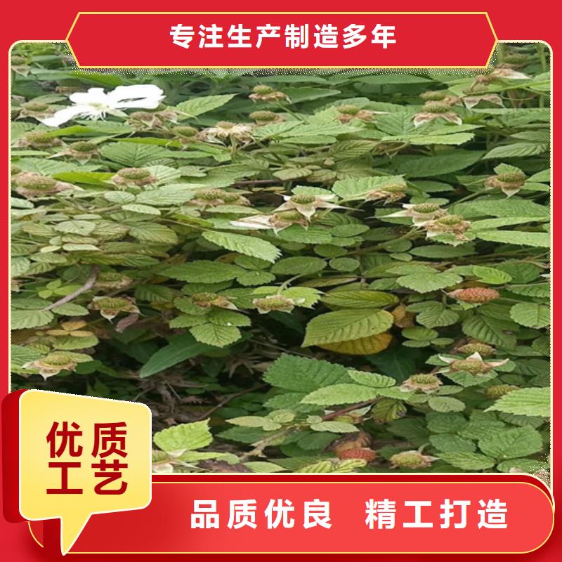 树莓-北美冬青品质商家