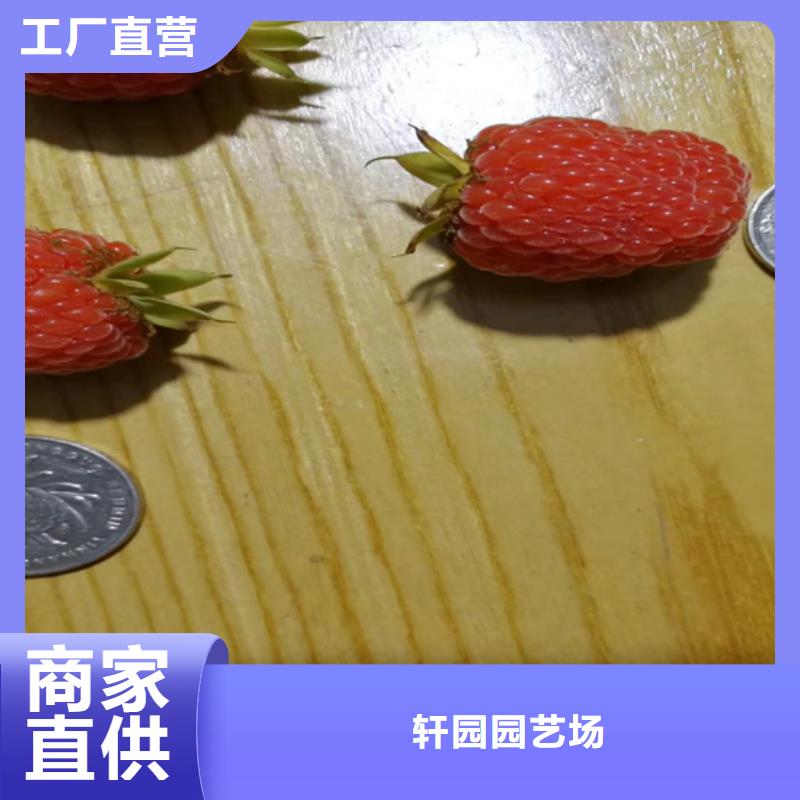 树莓-北美冬青品质商家