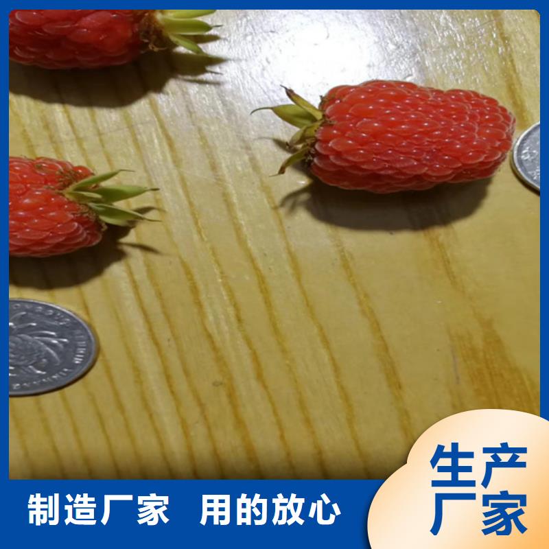 树莓-杏树苗产品细节参数