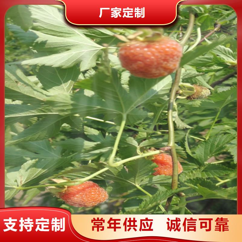 树莓苗多少钱一棵