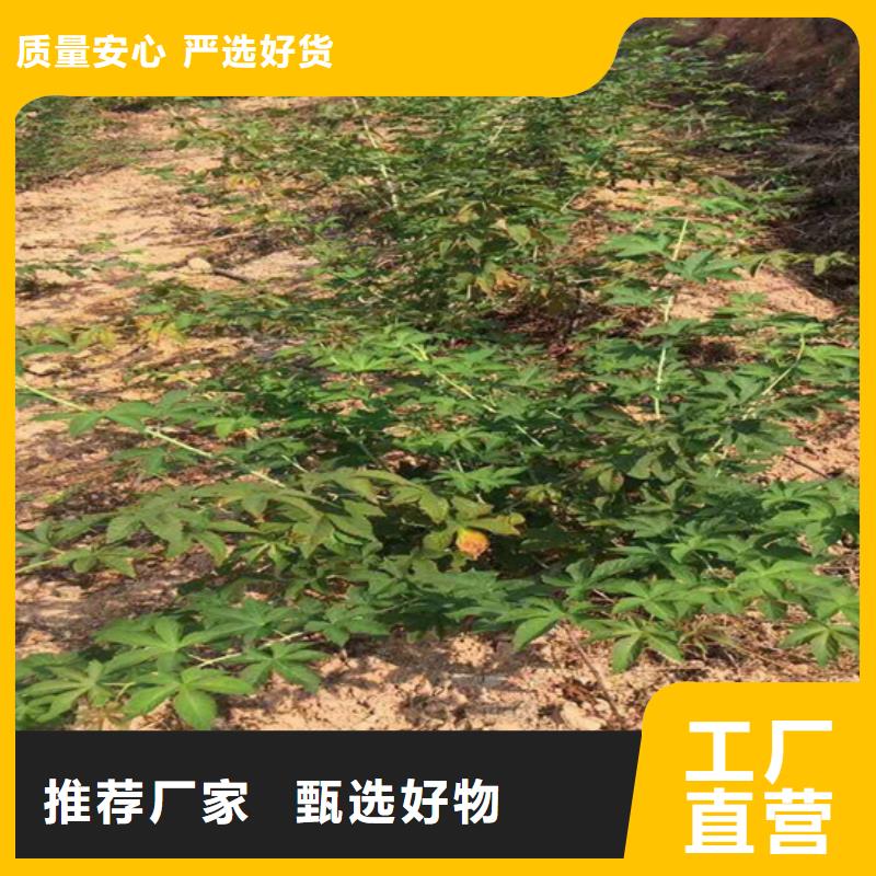 树莓,【石榴苗】高品质现货销售