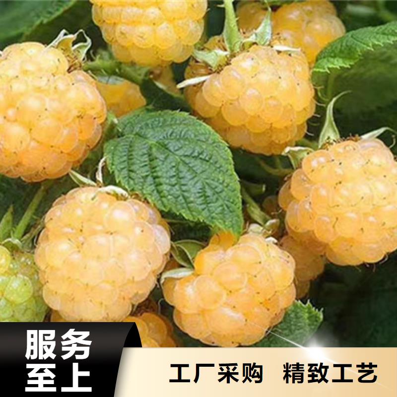 树莓,【石榴苗】高品质现货销售