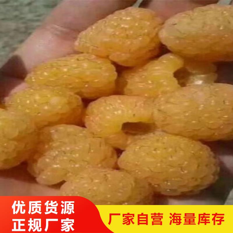 【树莓】杏树苗实体厂家大量现货
