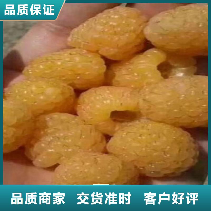 双季树莓苗怎么卖批发零售