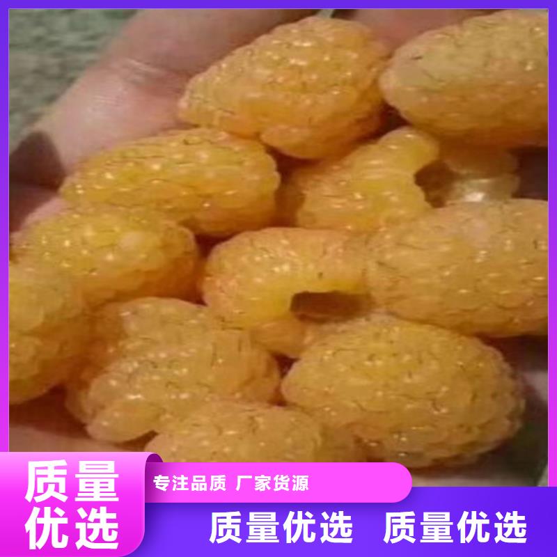 树莓-北美冬青品质商家