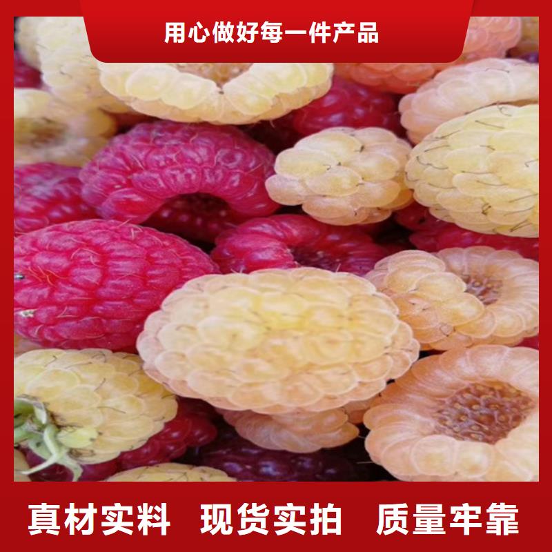 树莓【石榴树】服务周到