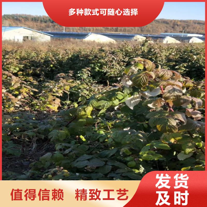 树莓-【梨树苗】专业的生产厂家