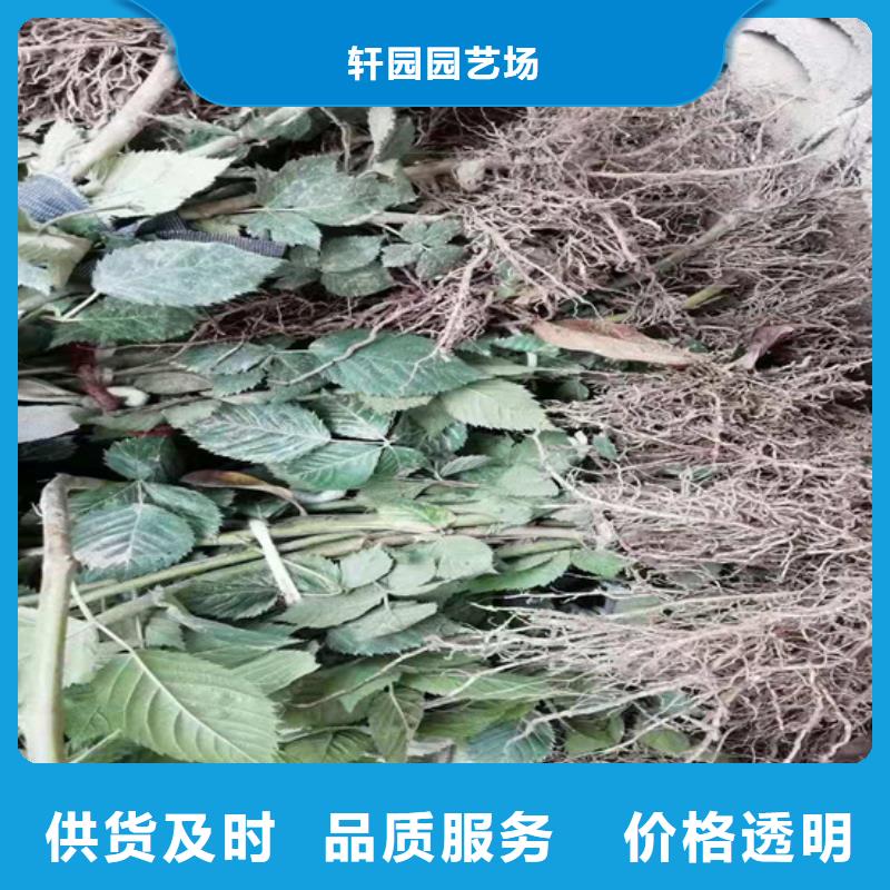 树莓-【梨树苗】专业的生产厂家