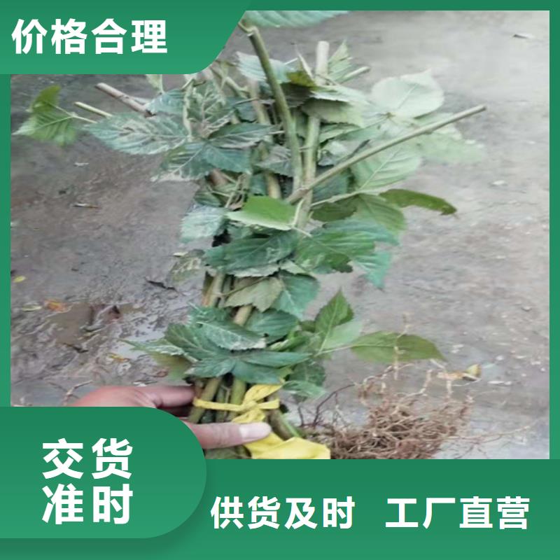 树莓【石榴树】服务周到