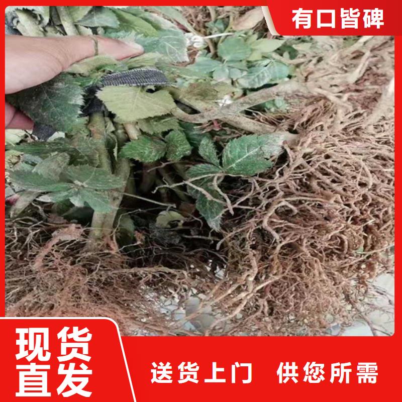 双季树莓苗怎么卖批发零售