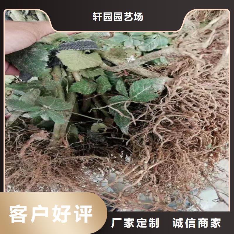 【树莓北美冬青实体诚信经营】
