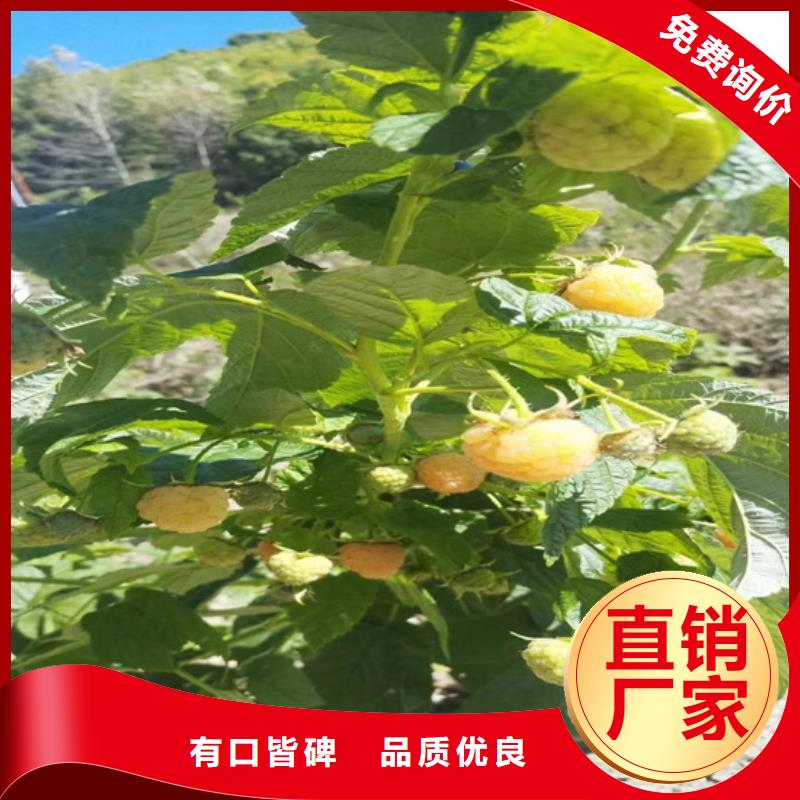 【树莓北美冬青实体诚信经营】