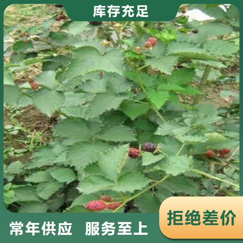 双季黑树莓苗多少钱一棵
