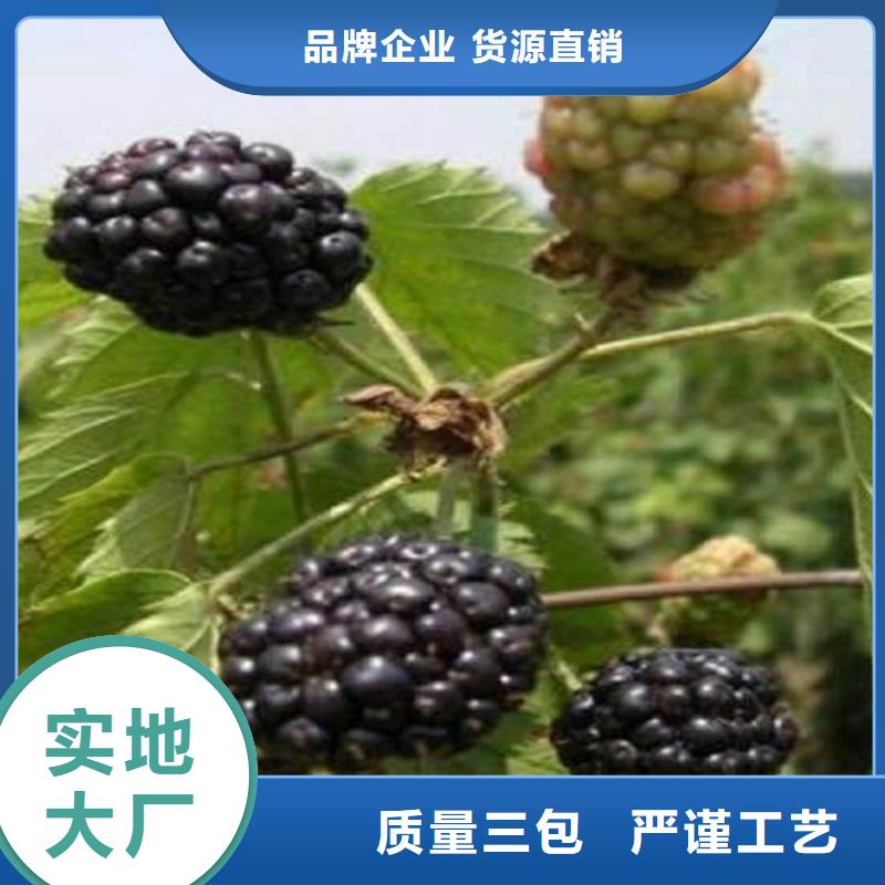 树莓【石榴树】服务周到