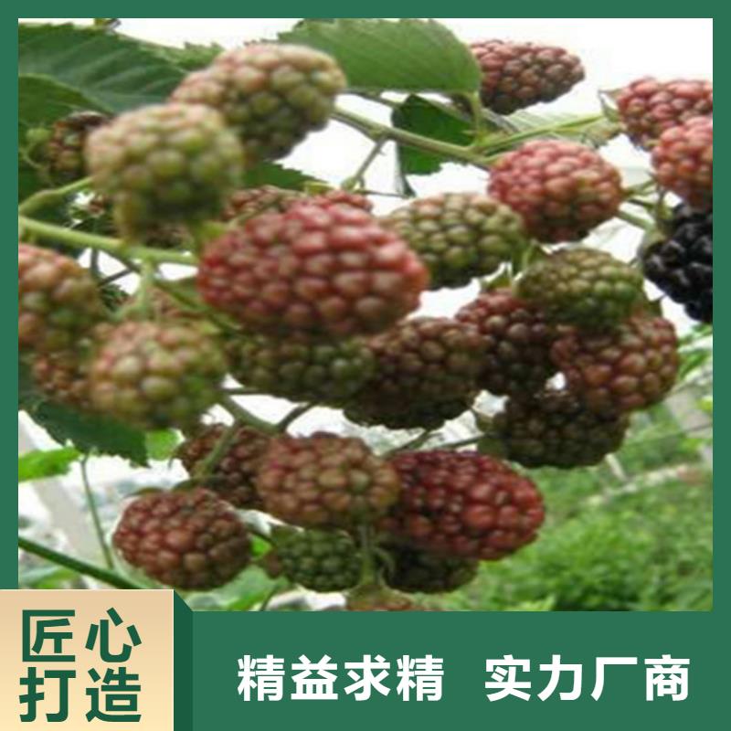 树莓-【梨树苗】专业的生产厂家